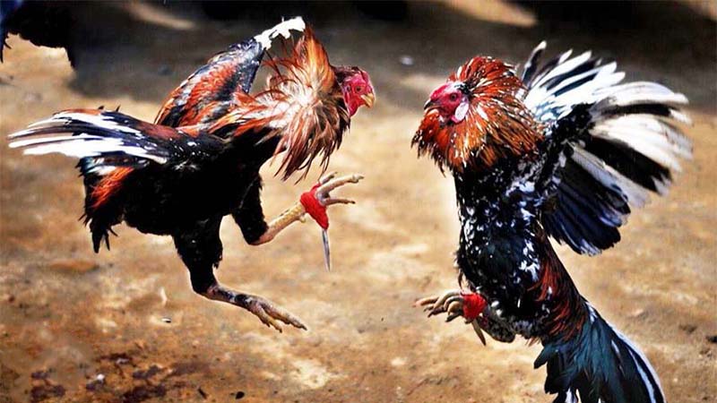 Đặc điểm của đá gà cựa dao