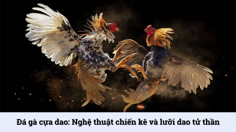 Đá gà cựa dao: Nghệ thuật chiến kê và lưỡi dao tử thần