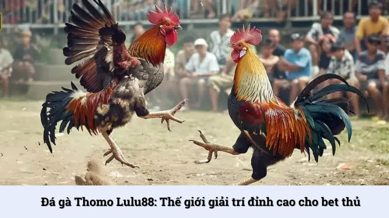 Đá gà Thomo Lulu88: Thế giới giải trí đỉnh cao cho bet thủ