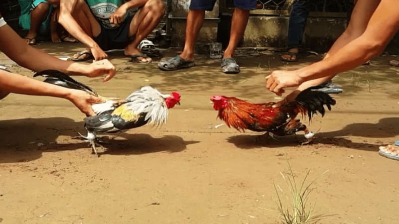 Đá gà Thomo gà tre độc đáo tại Lulu88