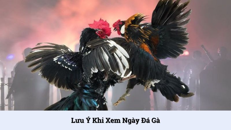 Một số lưu ý khi xem ngày đá gà tại Lulu88
