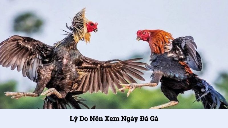 Lý do nên xem ngày đá gà tại Lulu88