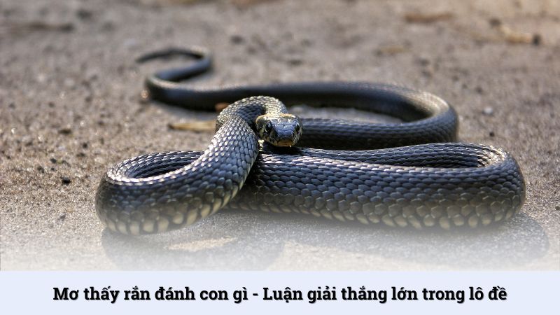 Mơ thấy rắn đánh con gì? - Luận giải thắng lớn trong lô đề