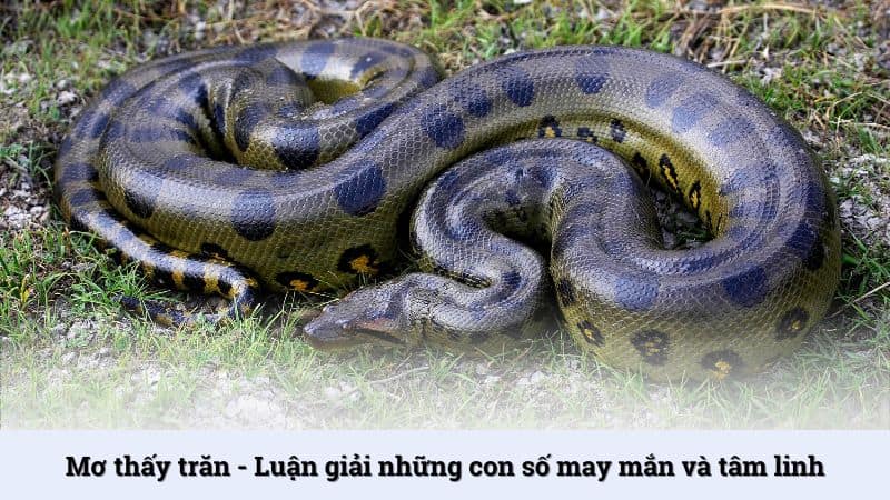 Mơ thấy trăn - Luận giải những con số may mắn và tâm linh