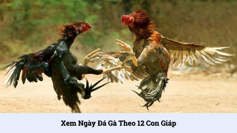 Xem ngày đá gà theo ngày ứng với 12 con giáp