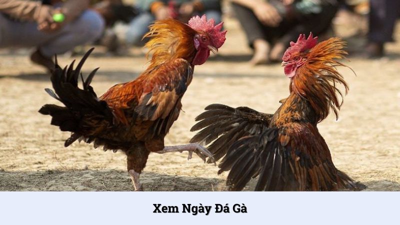 Hướng dẫn các cách xem ngày đá gà chuẩn